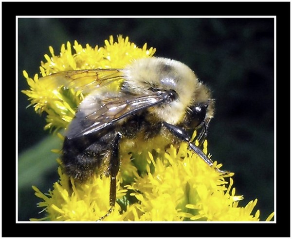 Got Pollen!