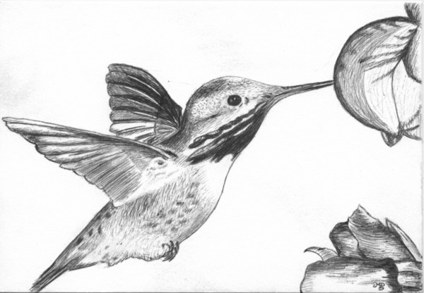 Humming-bird