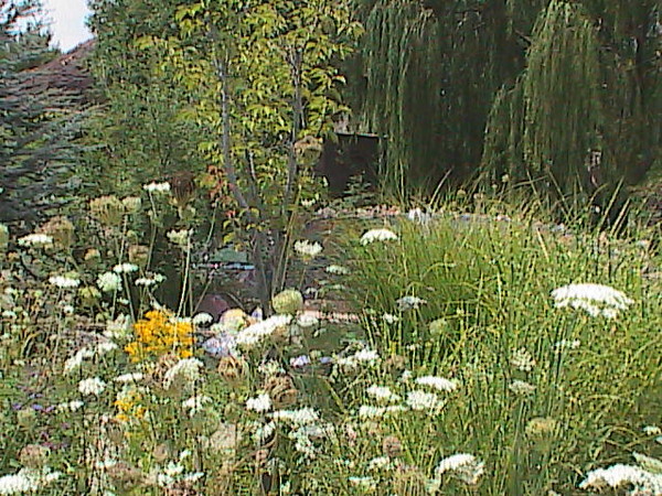 the moon's garden