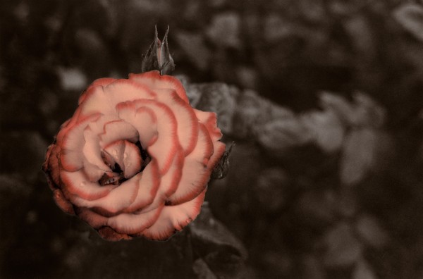 Antiquated Rose