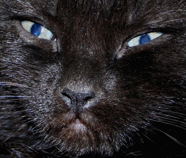 Blackie