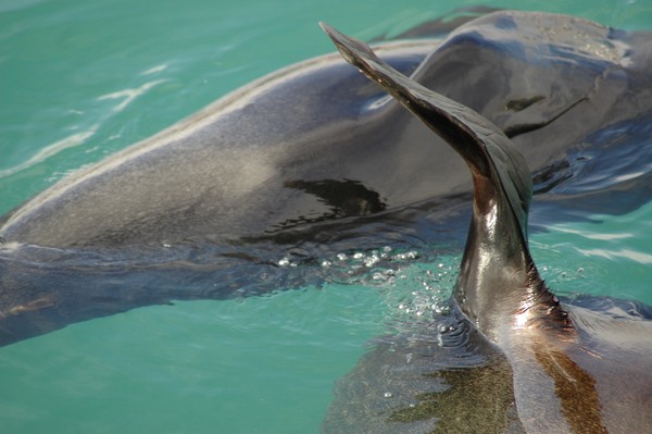 Sea Lion I loved