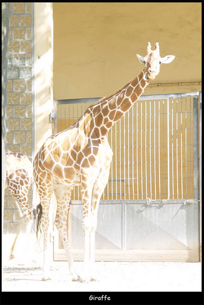 Giraffe
