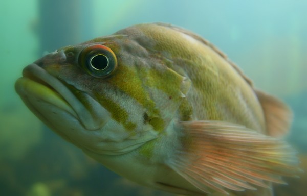 Big Eye'd Fish