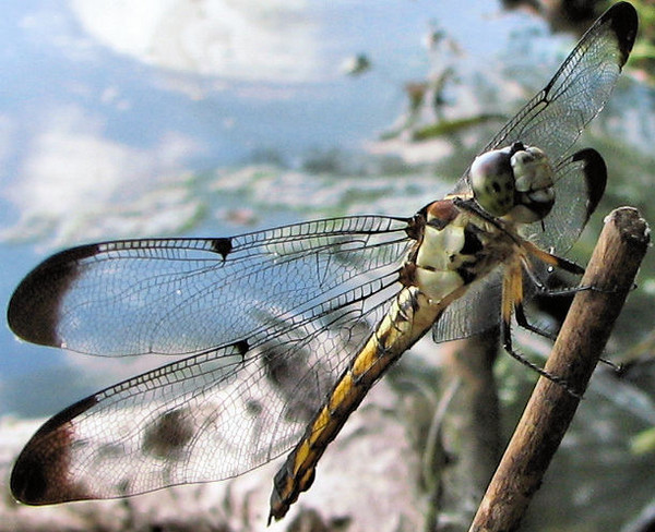 dragonfly
