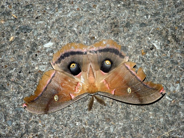 moth