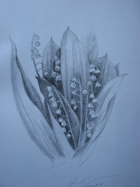 lily of the valley