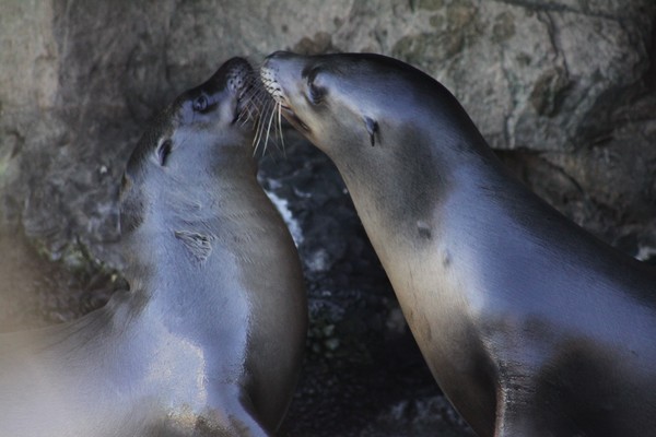 Seal Kiss