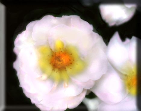 Night blooming Tart