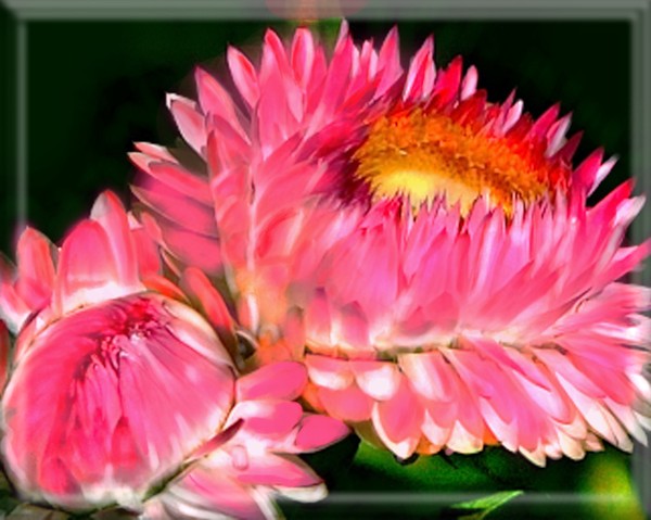 THE PRINCESSA FLORA