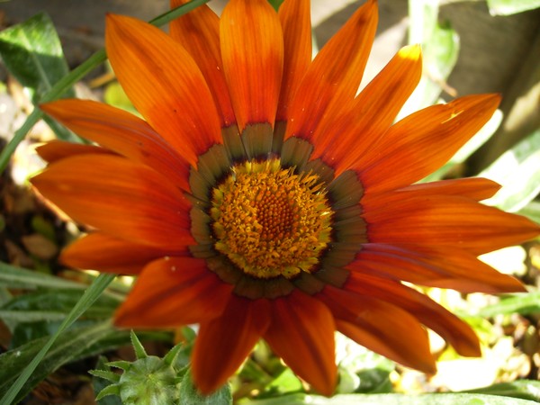flower fleur