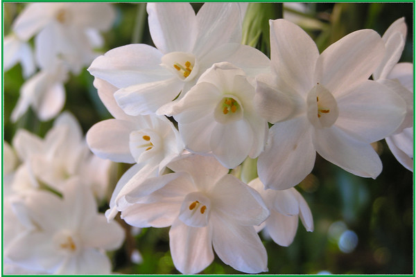 PROMISE OF SPRING