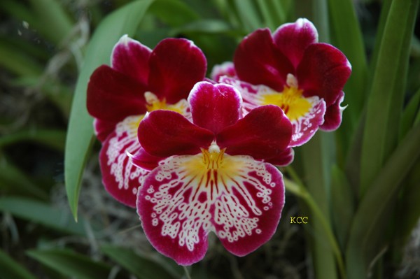 Pansy Orchid