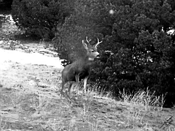 Friendly Visitor
