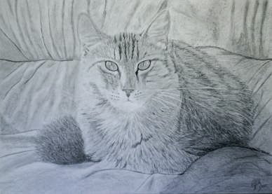 Cat 13