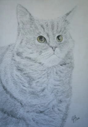 Cat 16