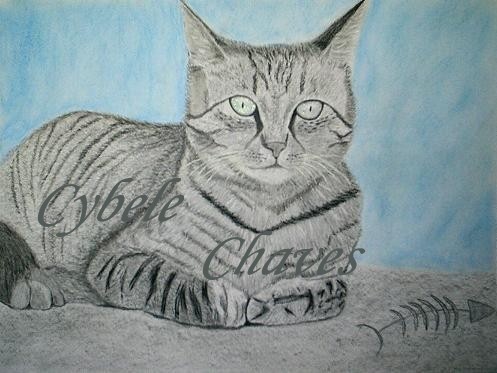 Cat 27