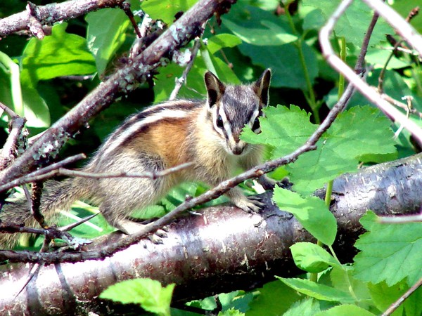 Camoflauge he thought