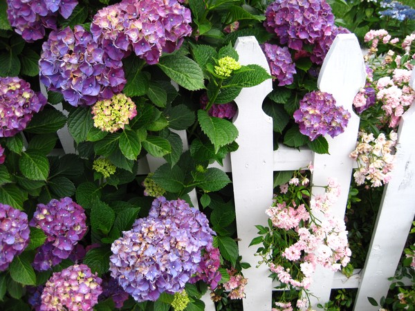 Hydrangea 