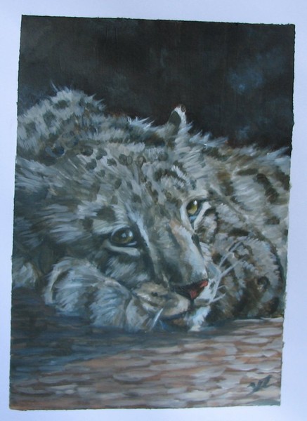 Snow Leopard