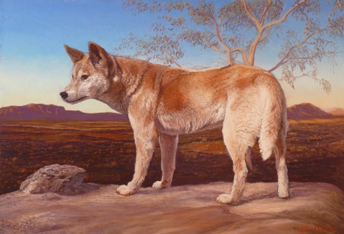 Dingo spirit