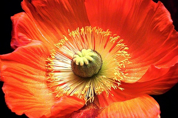Poppy #1