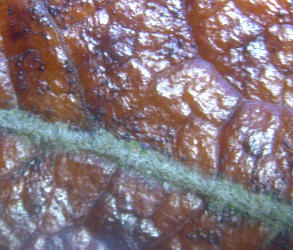 Nature Up Close