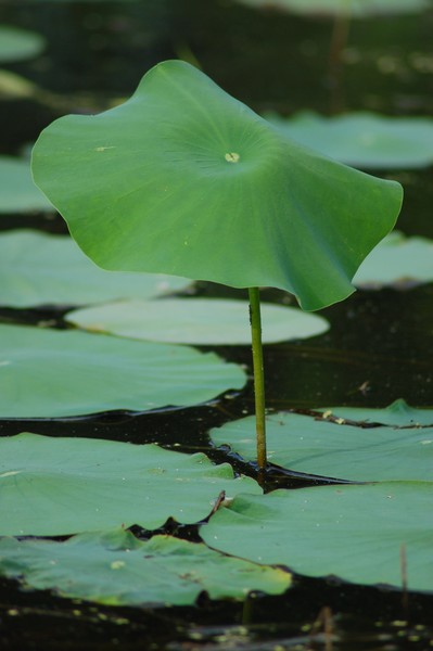 Water pad