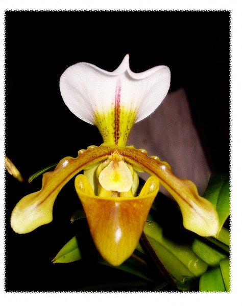 Natural Orchid