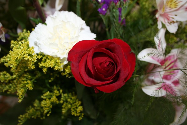 Red Rose