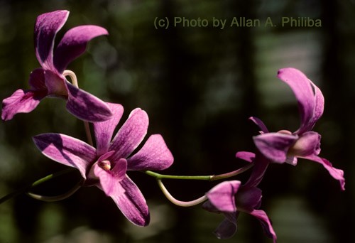 Thai Orchid