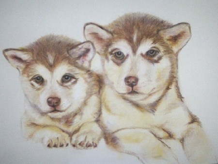 Akitas