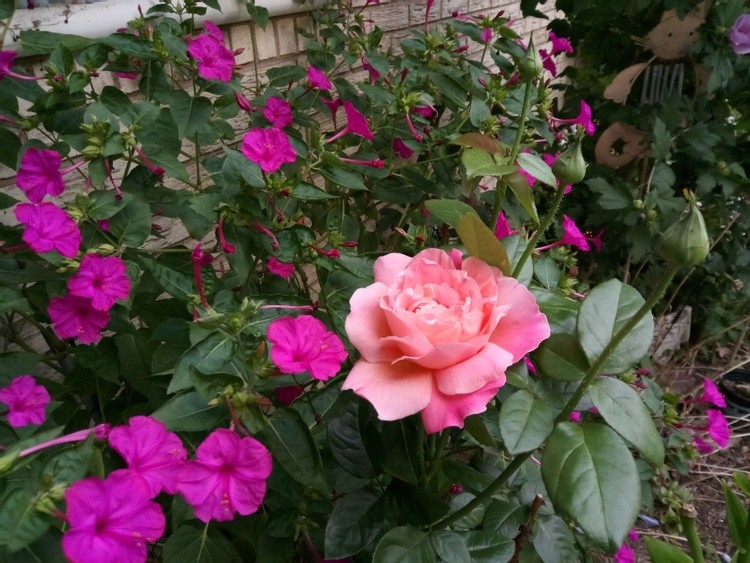 Summer Rose when 4 o'clocks bloom