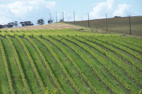 Poles and curved vineyard.