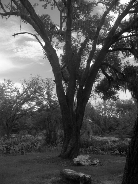 tree