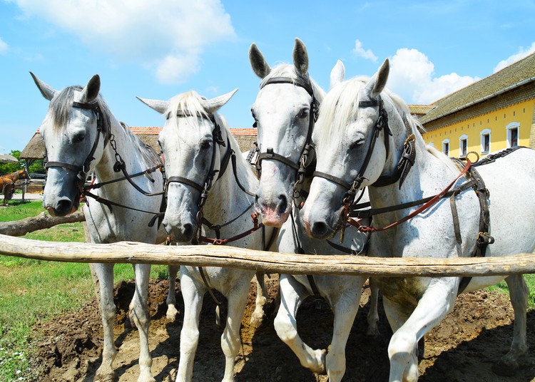 Beautiful horses 