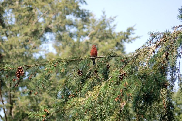 red crossbill