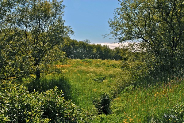  Wild green scenery !