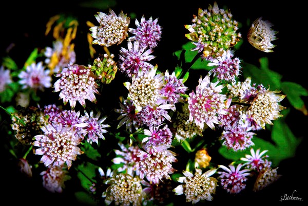  Sunday flower buds play !