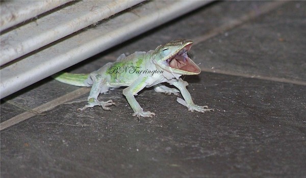Lucky the Lizard