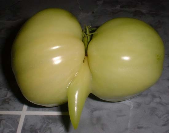WAcKy ToMatO