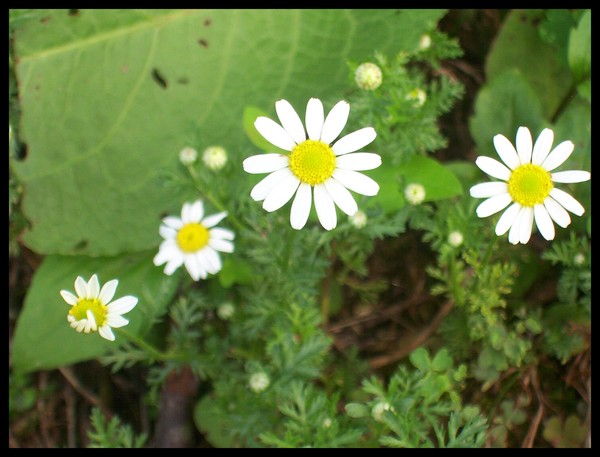Daisy Chain