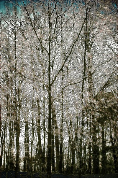 forest in ice