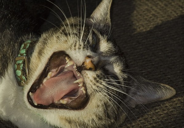 Cat's View On The Price of Gasoline