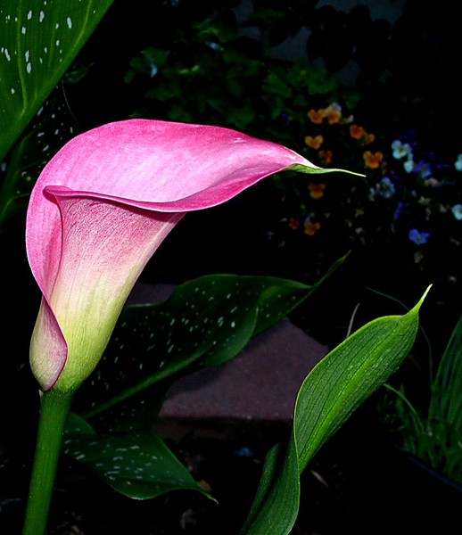 Calla Lily 5