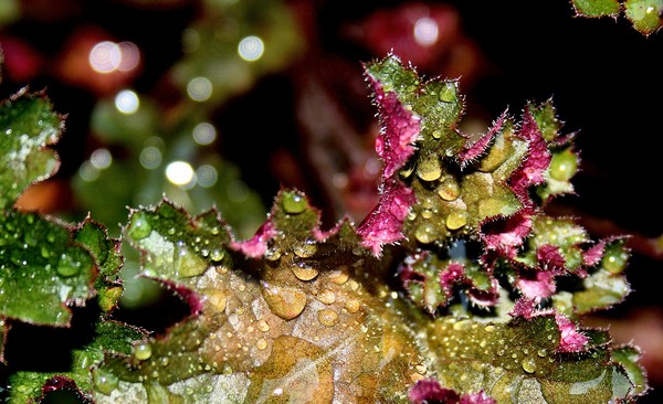 Coral Bell Leaves