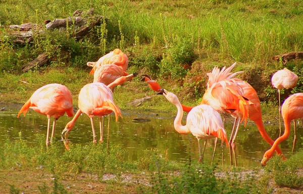 chatty flamingo's