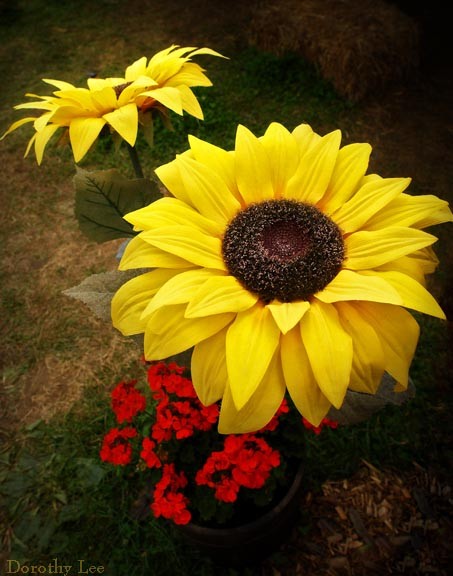Sunflowers