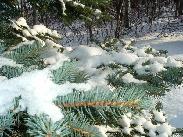 trees in winter