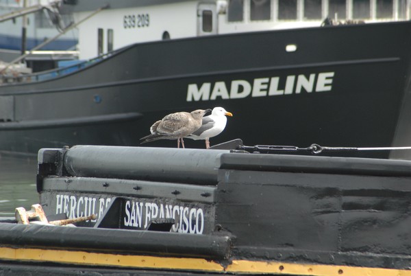 Hercules Madeline of San Francisco